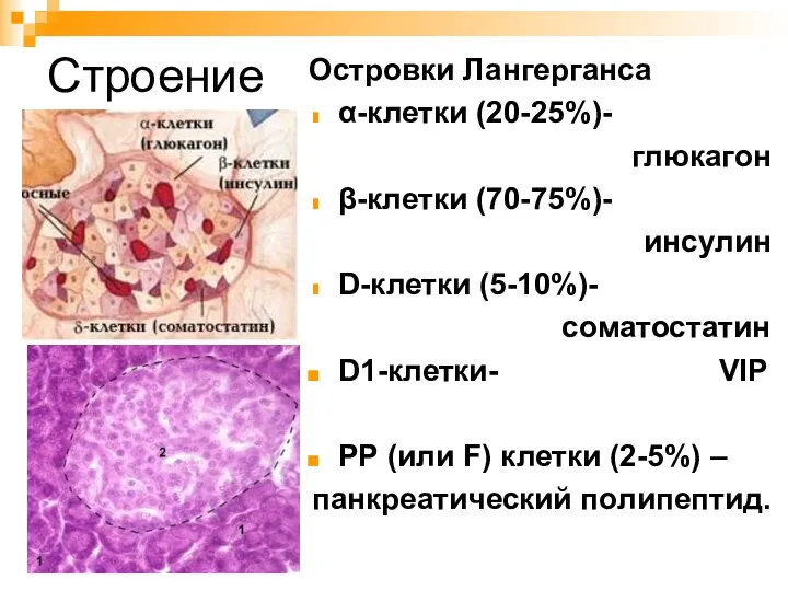 Строение Островки Лангерганса α-клетки (20-25%)- глюкагон β-клетки (70-75%)- инсулин D-клетки (5-10%)-