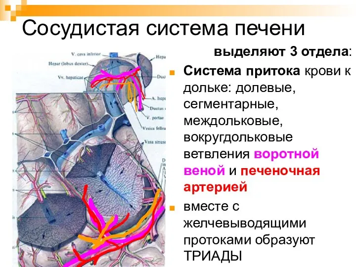 Сосудистая система печени выделяют 3 отдела: Система притока крови к дольке: