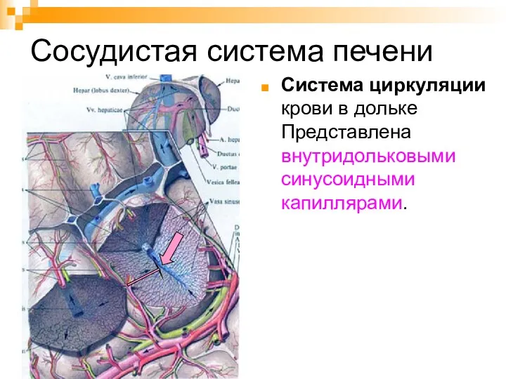 Сосудистая система печени Система циркуляции крови в дольке Представлена внутридольковыми синусоидными капиллярами.