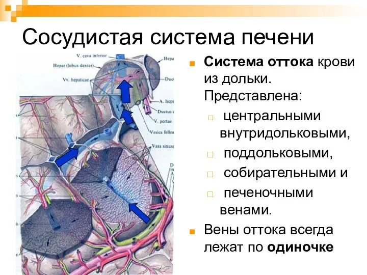 Сосудистая система печени Система оттока крови из дольки. Представлена: центральными внутридольковыми,