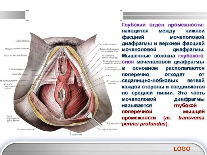 Глубокий отдел промежности: находится между нижней фасцией мочеполовой диафрагмы и верхней