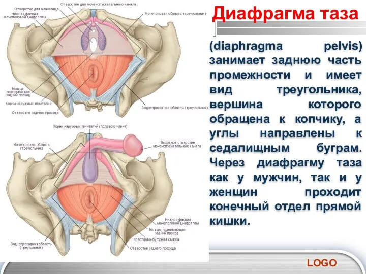 (diaphragma pelvis) занимает заднюю часть промежности и имеет вид треугольника, вершина