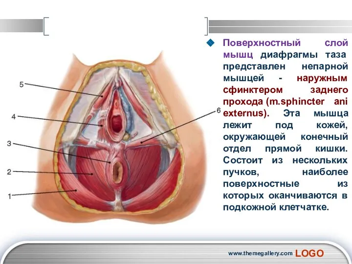 Поверхностный слой мышц диафрагмы таза представлен непарной мышцей - наружным сфинктером