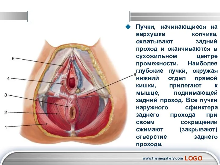 Пучки, начинающиеся на верхушке копчика, охватывают задний проход и оканчиваются в