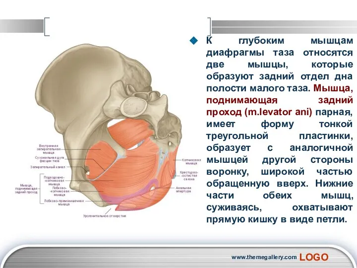 К глубоким мышцам диафрагмы таза относятся две мышцы, которые образуют задний