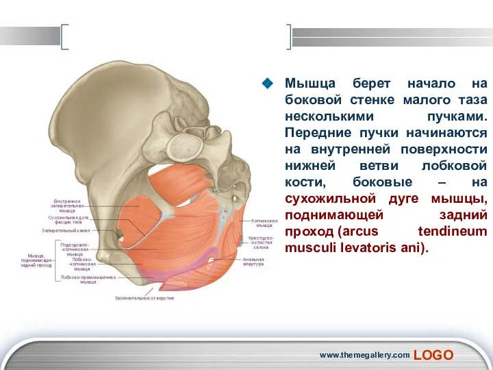 Мышца берет начало на боковой стенке малого таза несколькими пучками. Передние