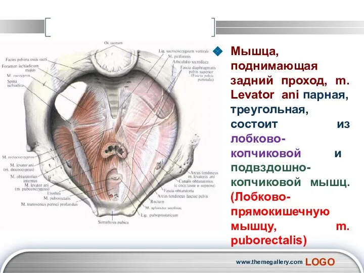 Мышца, поднимающая задний проход, m. Levator ani парная, треугольная, состоит из