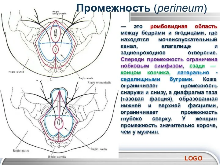 — это ромбовидная область между бедрами и ягодицами, где находятся мочеиспускательный