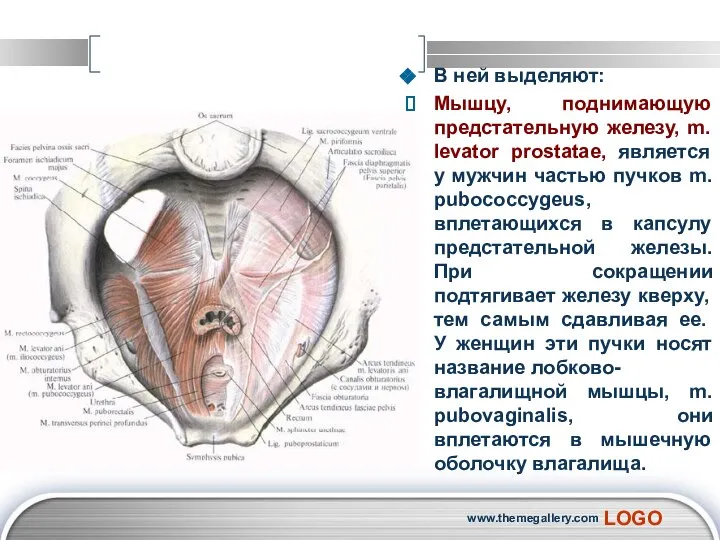 В ней выделяют: Мышцу, поднимающую предстательную железу, m. levator prostatae, является