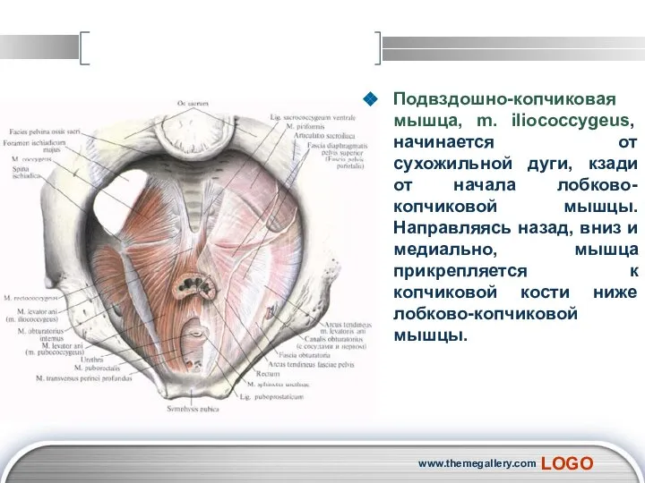 Подвздошно-копчиковая мышца, m. iliococcygeus, начинается от сухожильной дуги, кзади от начала