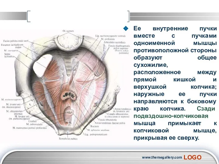 Ее внутренние пучки вместе с пучками одноименной мышцы противоположной стороны образуют