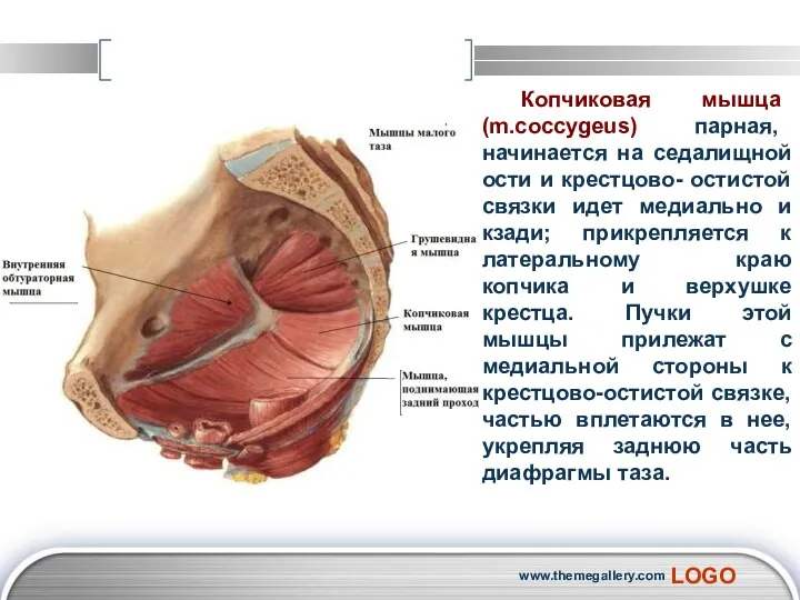 Копчиковая мышца (m.coccygeus) парная, начинается на седалищной ости и крестцово- остистой