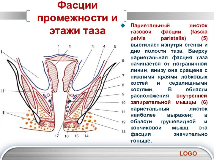 Фасции промежности и этажи таза Париетальный листок тазовой фасции (fascia pelvis