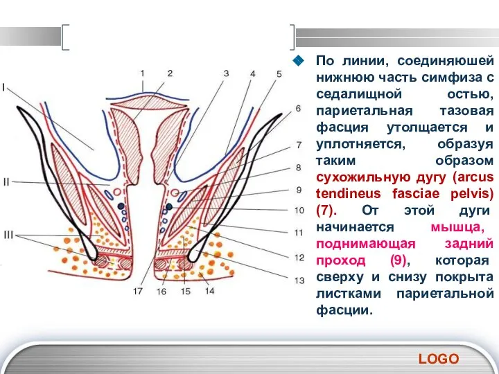 По линии, соединяюшей нижнюю часть симфиза с седалищной остью, париетальная тазовая