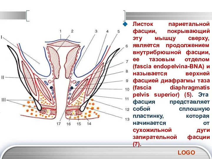 Листок париетальной фасции, покрывающий эту мышцу сверху, является продолжением внутрибрюшной фасции,