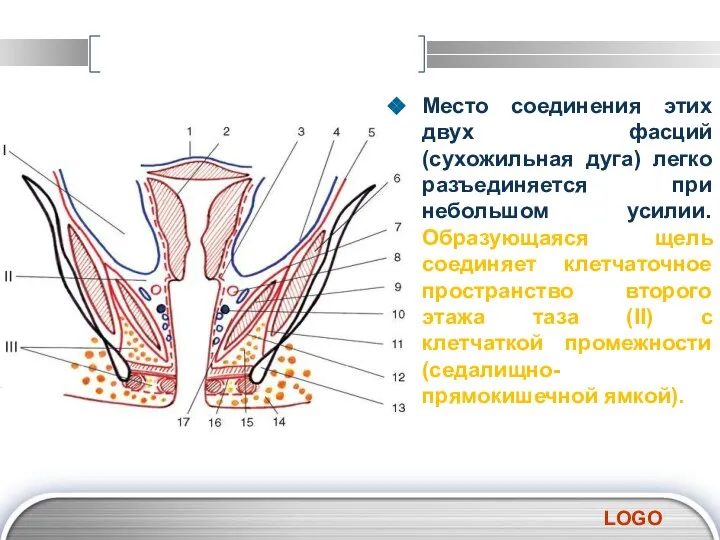 Место соединения этих двух фасций (сухожильная дуга) легко разъединяется при небольшом