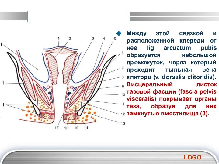 Между этой связкой и расположенной кпереди от нее lig arcuatum pubis