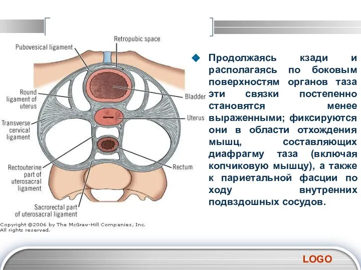 Продолжаясь кзади и располагаясь по боковым поверхностям органов таза эти связки