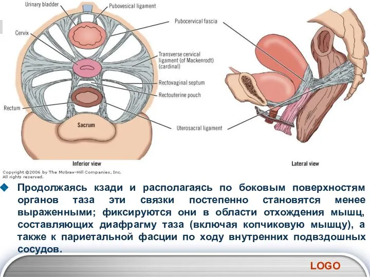 Продолжаясь кзади и располагаясь по боковым поверхностям органов таза эти связки