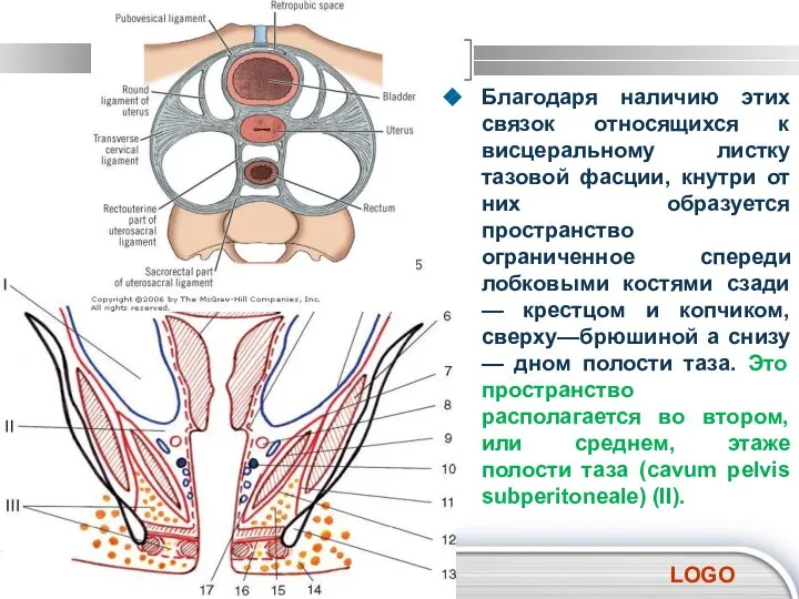 Благодаря наличию этих связок относящихся к висцеральному листку тазовой фасции, кнутри