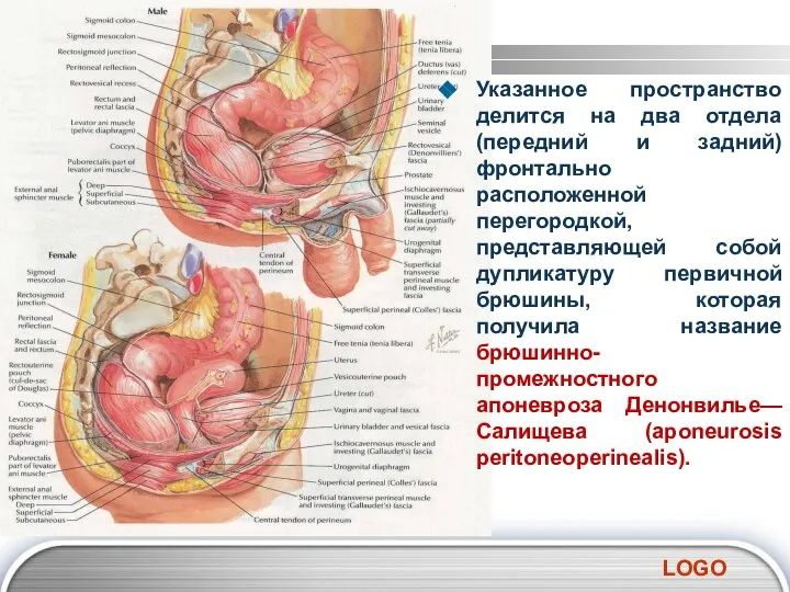 Указанное пространство делится на два отдела (передний и задний) фронтально расположенной