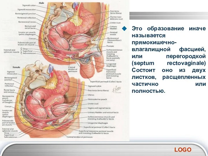 Это образование иначе называется прямокишечно-влагалищной фасцией, или перегородкой (septum rectovaginale) Состоит