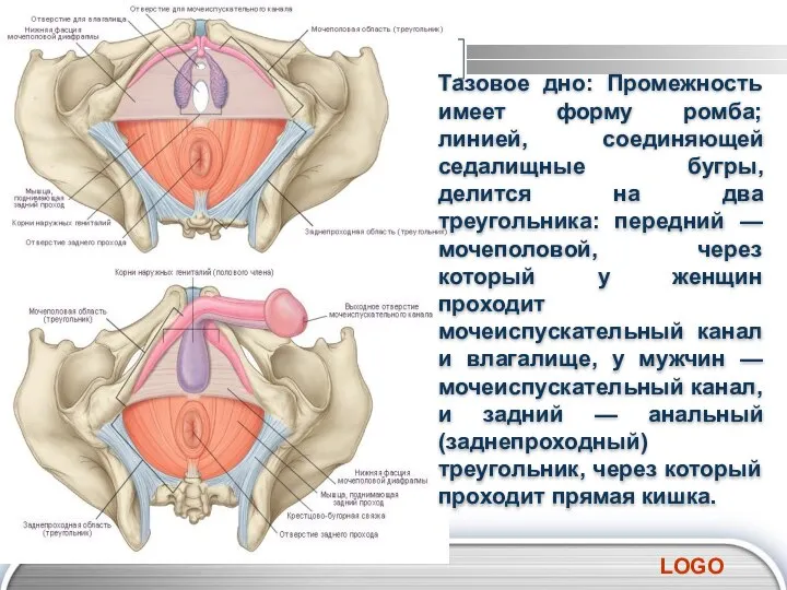 Тазовое дно: Промежность имеет форму ромба; линией, соединяющей седалищные бугры, делится