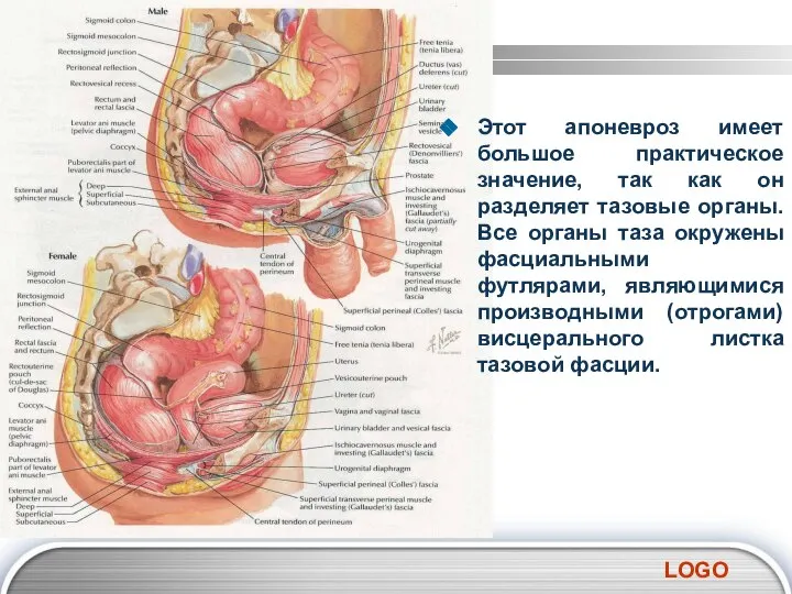 Этот апоневроз имеет большое практическое значение, так как он разделяет тазовые