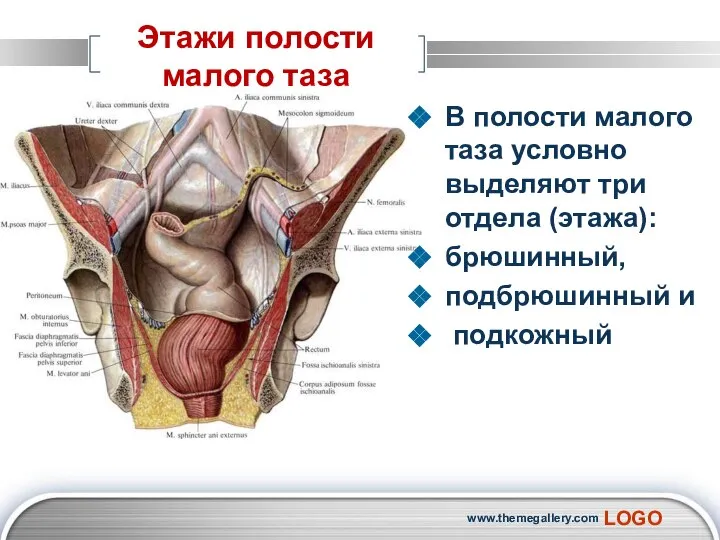 Этажи полости малого таза В полости малого таза условно выделяют три