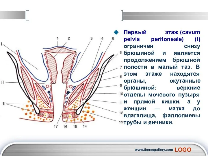 Первый этаж (cavum pelvis peritoneale) (I) ограничен снизу брюшиной и является