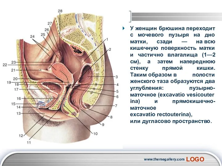 У женщин брюшина переходит с мочевого пузыря на дно матки, сзади