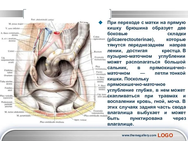 При переходе с матки на прямую кишку брюшина образует две боковые