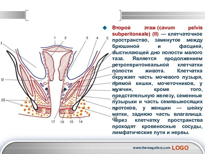 Второй этаж (cavum pelvis subperitoneale) (II) — клетчаточное пространство, замкнутое между