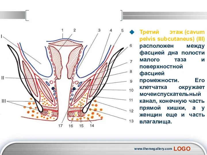 Третий этаж (cavum pelvis subcutaneus) (III) расположен между фасцией дна полости