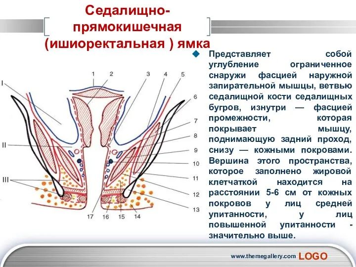 Представляет собой углубление ограниченное снаружи фасцией наружной запирательной мышцы, ветвью седалищной