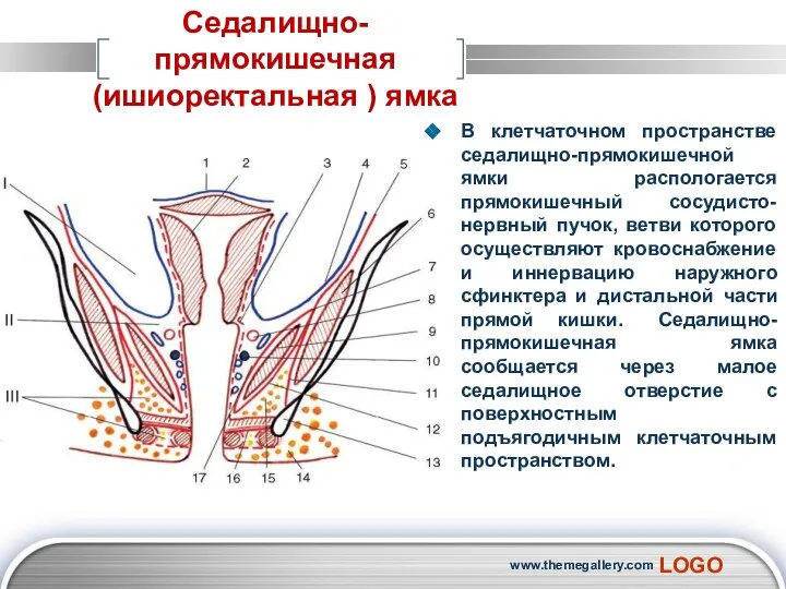 В клетчаточном пространстве седалищно-прямокишечной ямки распологается прямокишечный сосудисто-нервный пучок, ветви которого