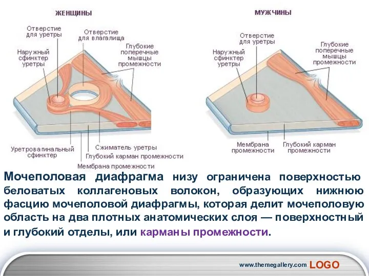 Мочеполовая диафрагма низу ограничена поверхностью беловатых коллагеновых волокон, образующих нижнюю фасцию