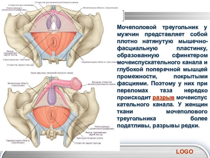 Мочеполовой треугольник у мужчин представляет собой плотно натянутую мышечно-фасциальную пластинку, образованную