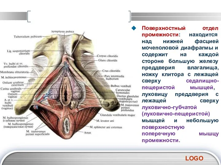 Поверхностный отдел промежности: находится над нижней фасцией мочеполовой диафрагмы и содержит