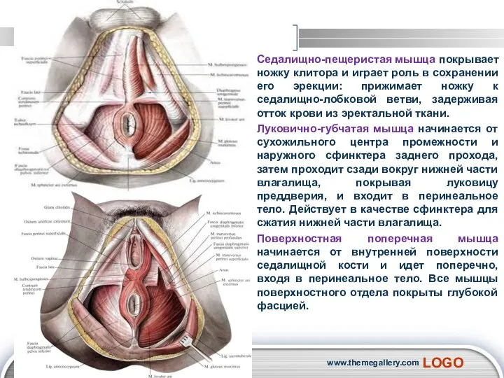 Седалищно-пещеристая мышца покрывает ножку клитора и играет роль в сохранении его