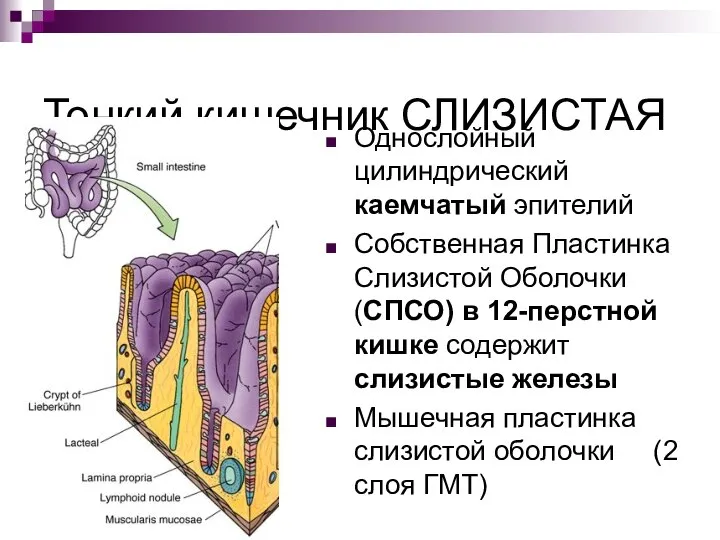 Тонкий кишечник СЛИЗИСТАЯ Однослойный цилиндрический каемчатый эпителий Собственная Пластинка Слизистой Оболочки