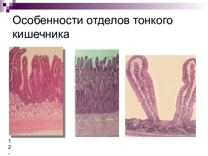 Особенности отделов тонкого кишечника 12-ти