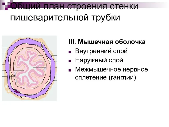 Общий план строения стенки пишеварительной трубки III. Мышечная оболочка Внутренний слой