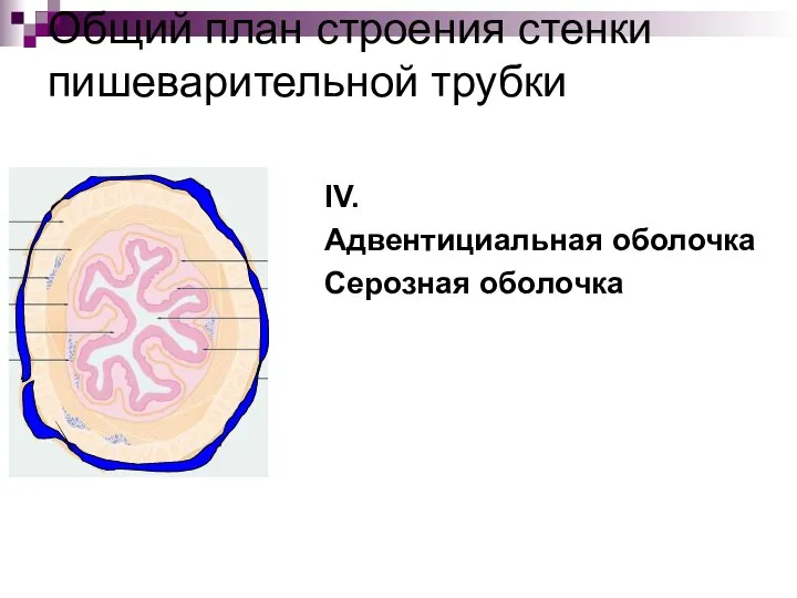 Общий план строения стенки пишеварительной трубки IV. Адвентициальная оболочка Серозная оболочка