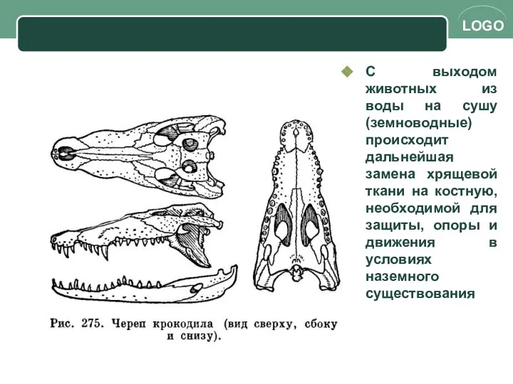 С выходом животных из воды на сушу (земноводные) происходит дальнейшая замена