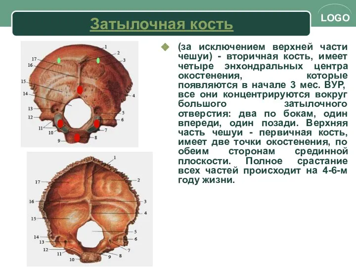 Затылочная кость (за исключением верхней части чешуи) - вторичная кость, имеет