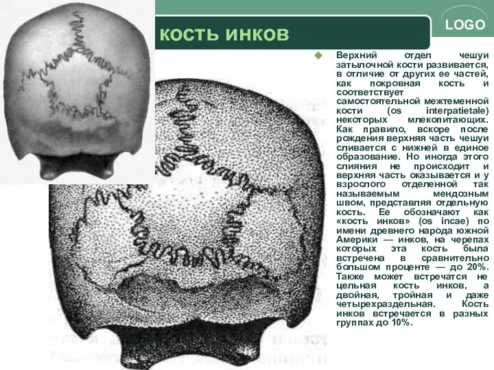 кость инков Верхний отдел чешуи затылочной кости развивается, в отличие от