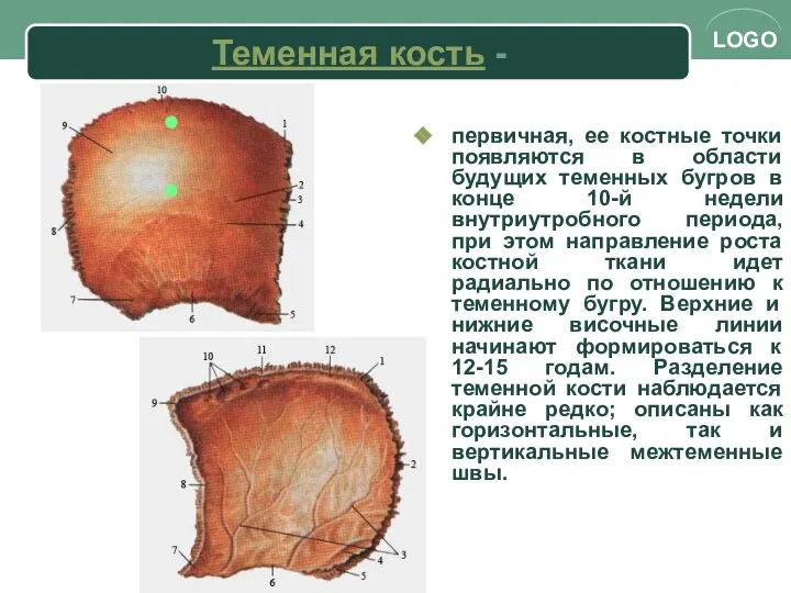 Теменная кость - первичная, ее костные точки появляются в области будущих