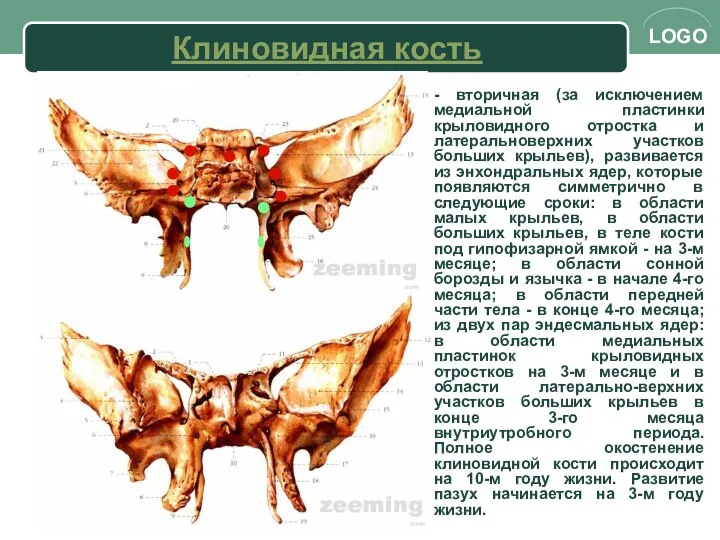 Клиновидная кость - вторичная (за исключением медиальной пластинки крыловидного отростка и