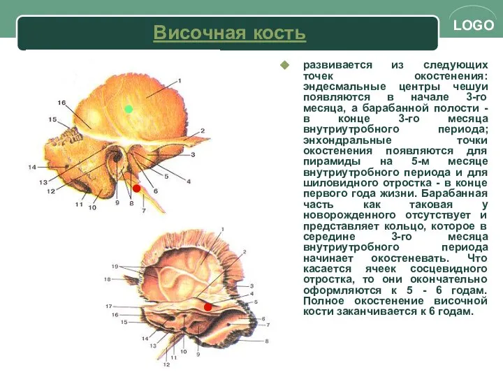 развивается из следующих точек окостенения: эндесмальные центры чешуи появляются в начале